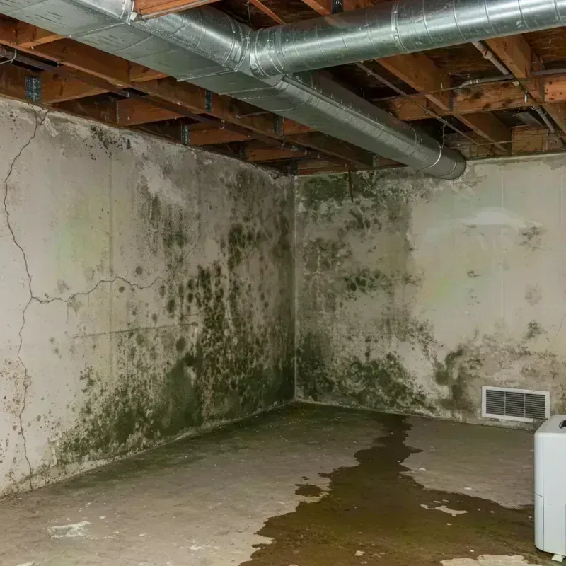 Professional Mold Removal in Saint Johns, MO